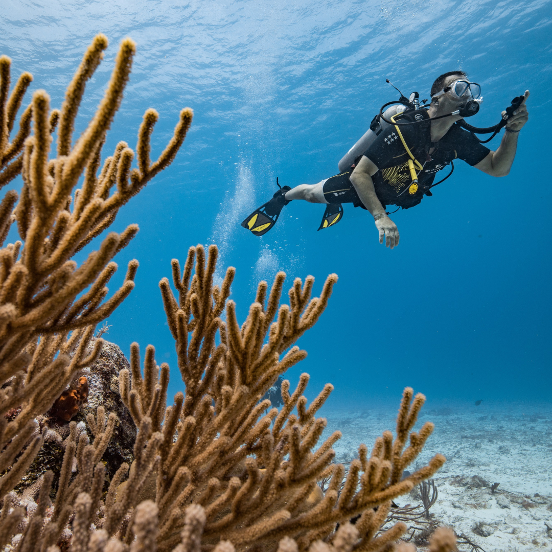 Buceo Guiado 2 Tanques (Cozumel)