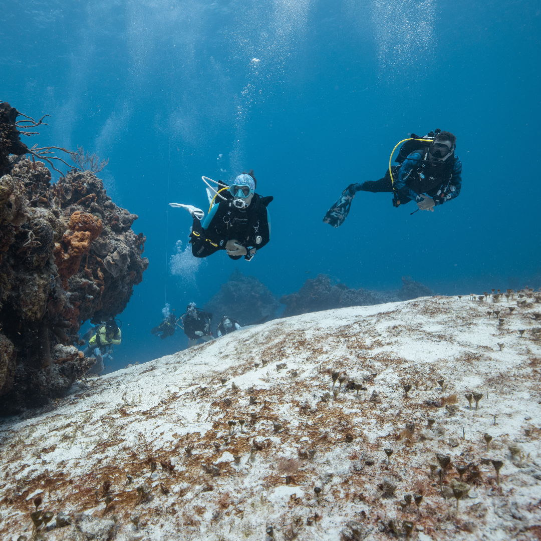 Buceo Guiado 2 Tanques (Cozumel)