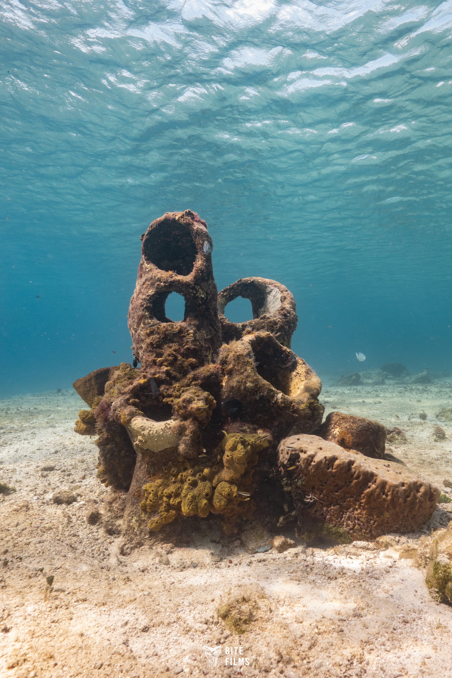 Discover Scuba Diving (Buceo desde barco)