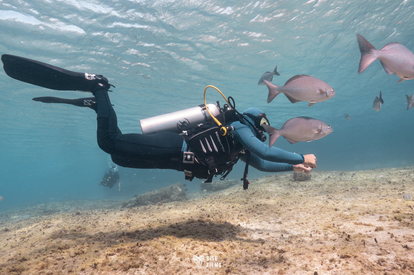 Discover Scuba Diving (Buceo desde barco)
